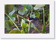 07-010 * Yellow-billed Cardinal * Yellow-billed Cardinal