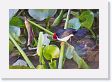 07-011 * Yellow-billed Cardinal * Yellow-billed Cardinal