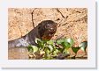 07-116 * Giant River Otter * Giant River Otter