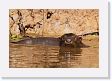 07-117 * Giant River Otter * Giant River Otter