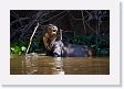 07-131 * Giant River Otter * Giant River Otter