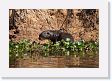 07-134 * Giant River Otter * Giant River Otter