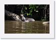 07-135 * Giant River Otters * Giant River Otters