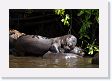 07-137 * Giant River Otters * Giant River Otters