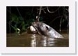 07-143 * Giant River Otter * Giant River Otter