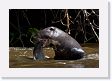 07-149 * Giant River Otter * Giant River Otter