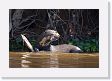 07-158 * Giant River Otter * Giant River Otter