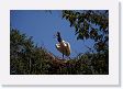 07-170 * Jabiru Stork * Jabiru Stork