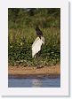 07-178 * Jabiru Stork * Jabiru Stork