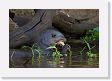 07-184 * Giant River Otter * Giant River Otter