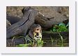 07-185 * Giant River Otter * Giant River Otter