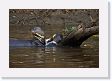 07-187 * Giant River Otters * Giant River Otters