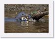 07-188 * Giant River Otters * Giant River Otters