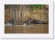 07-198 * Giant River Otters * Giant River Otters