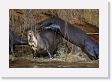 07-200 * Giant River Otters * Giant River Otters