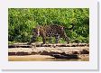 08-012 * Leading the parade, a female jaguar in oestrus * Leading the parade, a female jaguar in oestrus