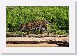 08-013 * Leading the parade, a female jaguar in oestrus * Leading the parade, a female jaguar in oestrus