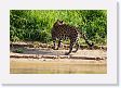 08-014 * Leading the parade, a female jaguar in oestrus * Leading the parade, a female jaguar in oestrus