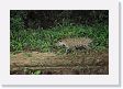 08-028 * Male half of a jaguar couple on the Rio Cuiaba * Male half of a jaguar couple on the Rio Cuiaba