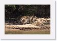 08-031 * The female jaguar follows her male down to the shoreline * The female jaguar follows her male down to the shoreline