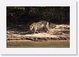 08-032 * The female jaguar follows her male down to the shoreline of the Rio Cuiaba * The female jaguar follows her male down to the shoreline of the Rio Cuiaba