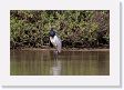 08-038 * Jabiru Stork * Jabiru Stork