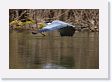 08-042 * White-necked Heron * White-necked Heron