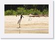 08-045 * Jabiru Storks * Jabiru Storks