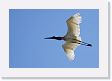 08-047 * Jabiru Stork * Jabiru Stork