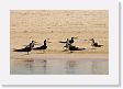 08-048 * Black Skimmers * Black Skimmers