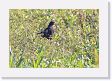 09-025 * Snail Kite * Snail Kite