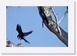 09-030 * Hyacinth Macaws at their nest * Hyacinth Macaws at their nest