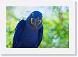 09-045 * Hyacinth Macaw * Hyacinth Macaw