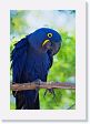 09-046 * Hyacinth Macaw * Hyacinth Macaw