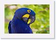 09-054 * Hyacinth Macaw * Hyacinth Macaw