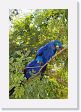 09-061 * Hyacinth Macaws * Hyacinth Macaws