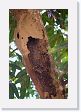 09-071 * Wasp nest * Wasp nest