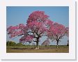 09-087 * Tabebuia trees in full flower * Tabebuia trees in full flower