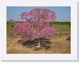 09-096 * Tabebuia trees in full flower * Tabebuia trees in full flower