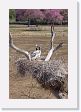 09-103 * Jabiru Stork chicks * Jabiru Stork chicks