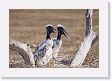 09-104 * Jabiru Stork chicks * Jabiru Stork chicks