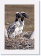 09-105 * Jabiru Stork chicks * Jabiru Stork chicks