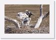 09-106 * Jabiru Stork chicks * Jabiru Stork chicks