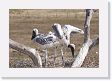 09-107 * Jabiru Stork chicks * Jabiru Stork chicks