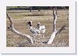 09-108 * Jabiru Stork chicks * Jabiru Stork chicks