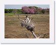 09-111 * Jabiru Storks * Jabiru Storks