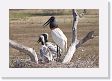 09-112 * Jabiru Storks * Jabiru Storks