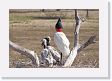 09-113 * Jabiru Storks * Jabiru Storks