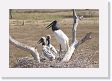 09-114 * Jabiru Storks * Jabiru Storks