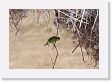 09-119 * Monk Parakeet * Monk Parakeet